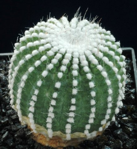Notocactus_cv_monstruosus